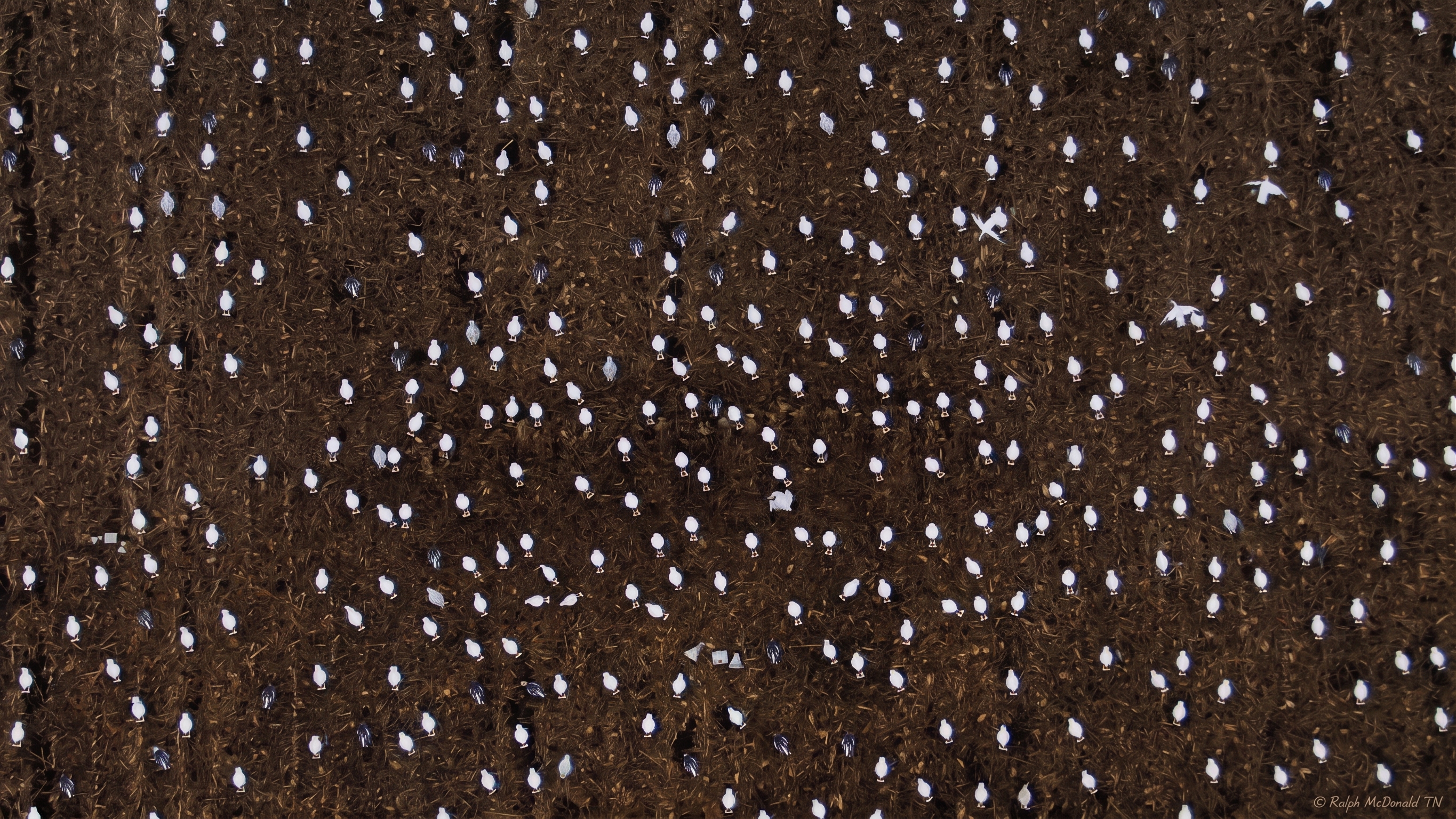 Snow goose hunt